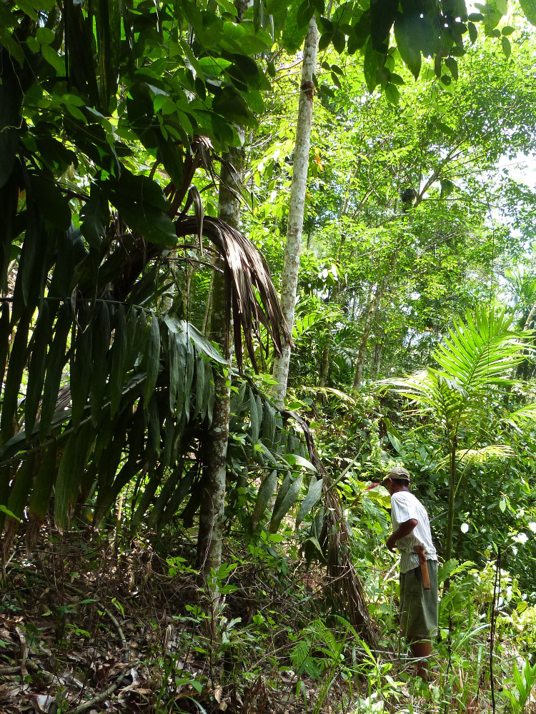 Dans la jungle indonésienne