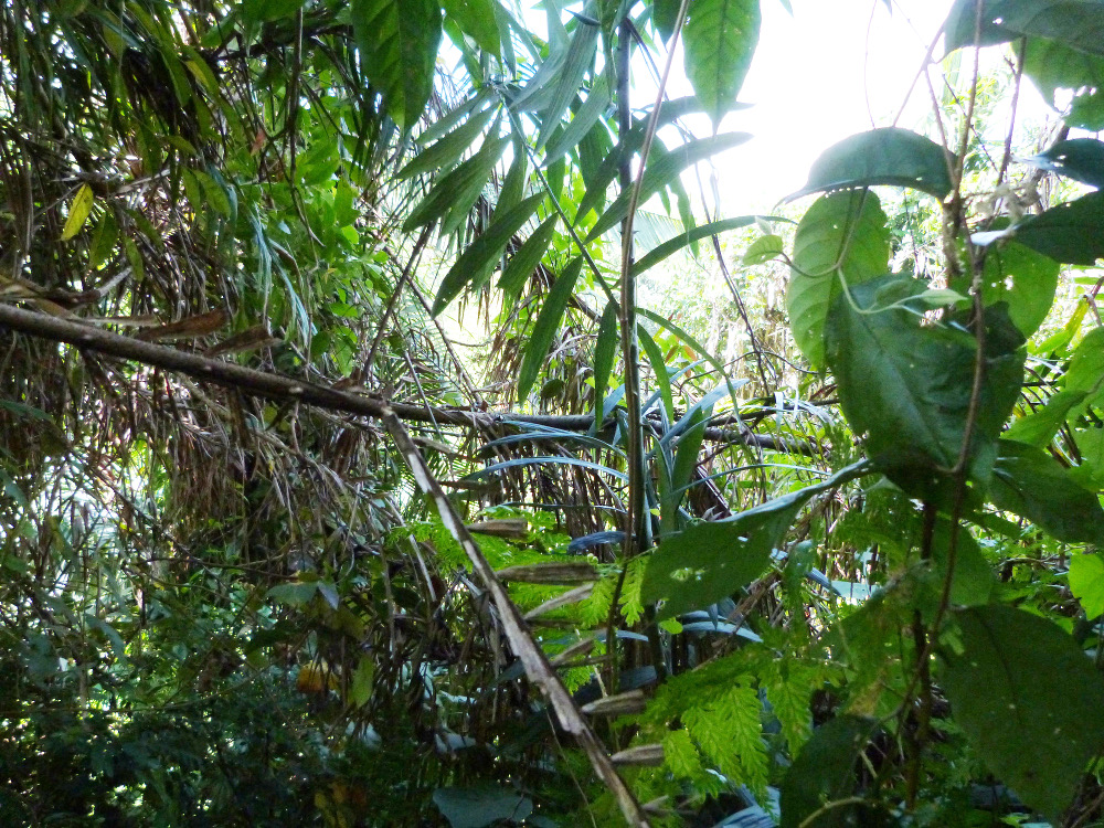 Le rotin dans la forêt tropicale