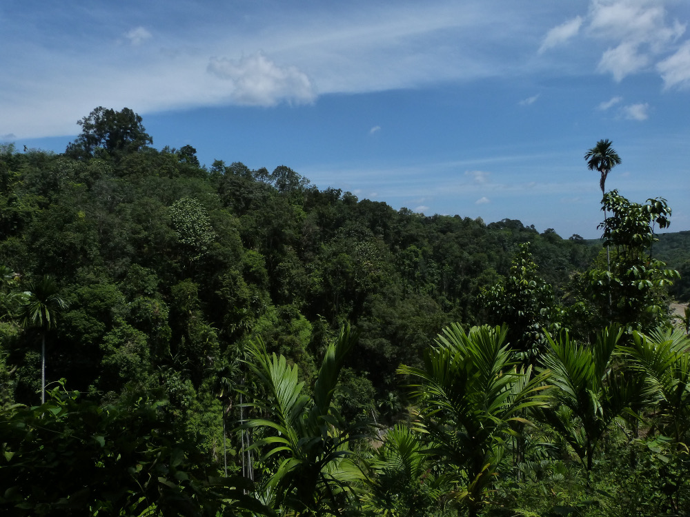 Forêt tropicale Indonésienne à Sumatra